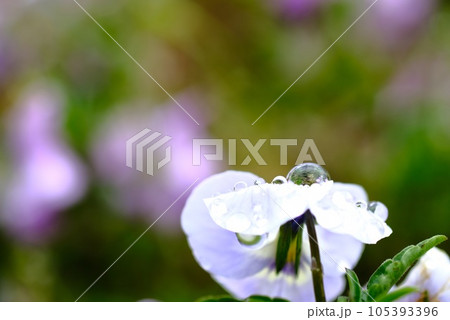春の庭に咲く青い花 春の庭に咲く青い花 105393396