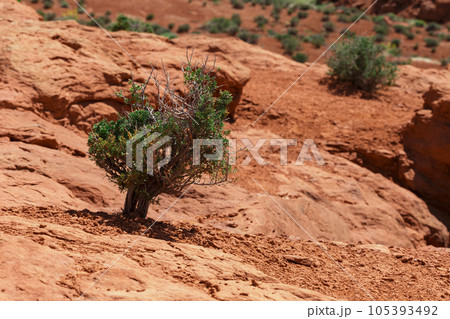 Arid Terrain with Green Bushes Growing in Desert 105393492