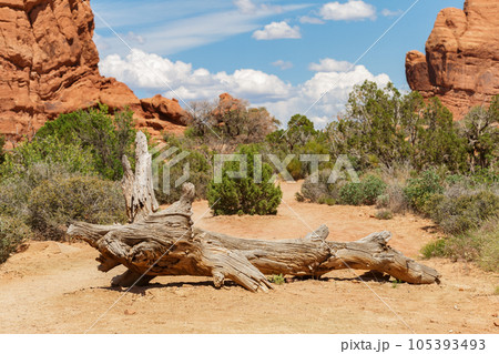 Dead Wood Lying on the Ground in Arches Park, Utah 105393493