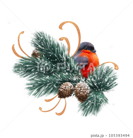 Bullfinch bird on fir branch. Watercolor illustration. Small cute bullfinch on white background 105393494