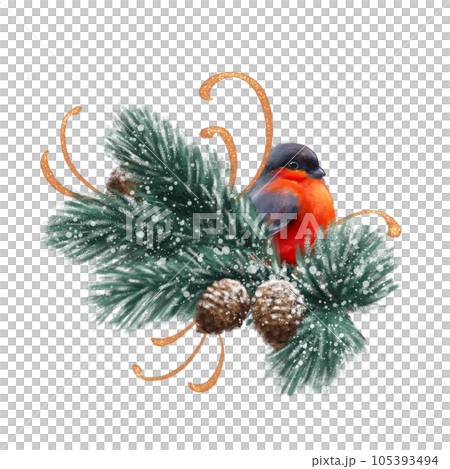 Bullfinch bird on fir branch. Watercolor illustration. Small cute bullfinch on white background 105393494