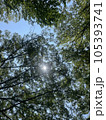 夏緑 105393741