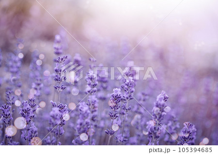 Violet fragrant lavender flowers. 105394685