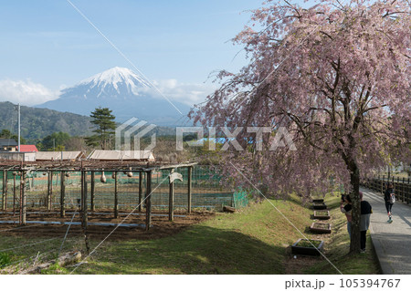 Farmland and pink cherry or sakura tree blossom with mt. Fuji 105394767