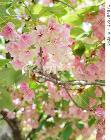 紅変した緑の桜（御衣黄桜） 105394871