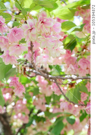 紅変した緑の桜（御衣黄桜）～3:2バージョン 105394872