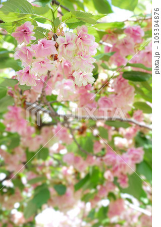 紅変した緑の桜（御衣黄桜）～3:2バージョン 105394876