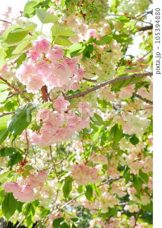 紅変した緑の桜（御衣黄桜）～3:2バージョン 105394880