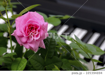 Pink rose flower on piano keys background 105394894