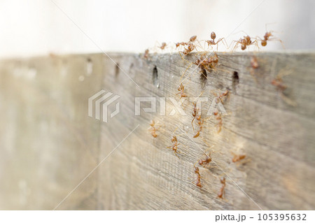 Fire ants are looking for food. Action group of fire ants on defocused background Fire ants are looking for food. Action group of fire ants on defocused background 105395632
