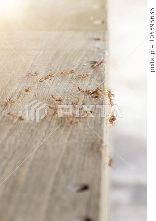 Fire ants are looking for food. Action group of fire ants on defocused background Fire ants are looking for food. Action group of fire ants on defocused background 105395635