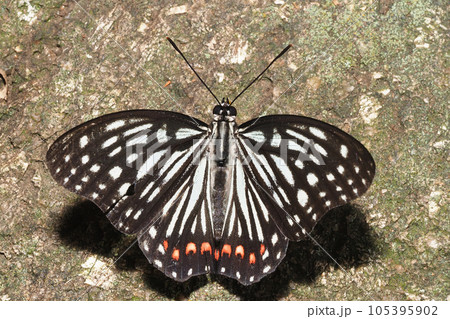 アカボシゴマダラ 105395902