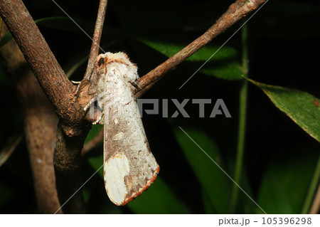 ツマキシャチホコの一種 105396298