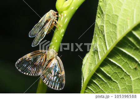 スケバハゴロモ 105396588