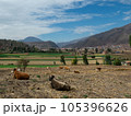 Cows on farmer field. Crop field in Peru, South America. 105396626