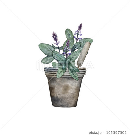 Composition of leaves and branches of sage. High quality watercolor illustration Composition of leaves and branches of sage. High quality watercolor illustration 105397302