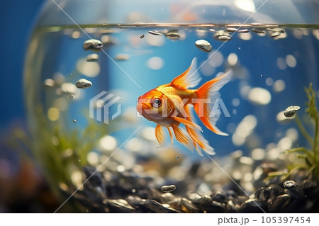 Goldfish in the aquarium Goldfish in the aquarium 105397454