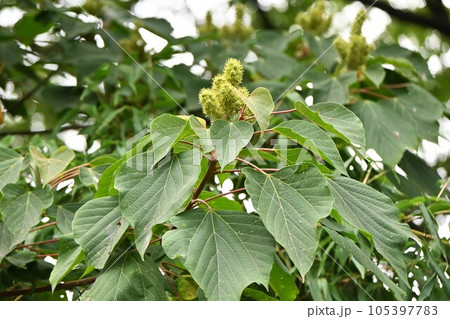 アカメガシワの実 105397783