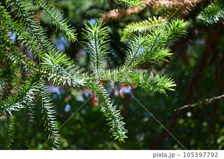 アカメガシワの実 105397792