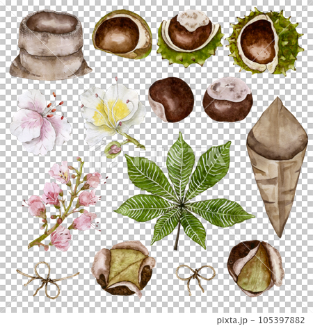 Set for compositions from chestnuts. Inflorescence, fresh and roasted fruits. Watercolor illustration 105397882