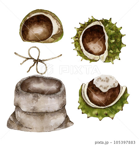 Set for the composition of chestnuts. Chestnut inflorescence and canvas bag. Watercolor illustration 105397883