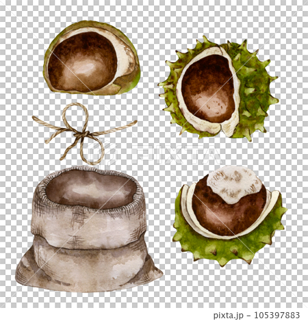Set for the composition of chestnuts. Chestnut inflorescence and canvas bag. Watercolor illustration Set for the composition of chestnuts. Chestnut inflorescence and canvas bag. Watercolor illustration 105397883