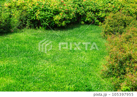 landscape design of a clearing with a mowed lawn surrounded by bushes on a sunny summer day, nobody. 105397955