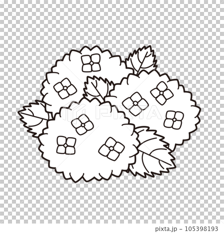 Hydrangea illustration 3 coloring page Hydrangea illustration 3 coloring page 105398193