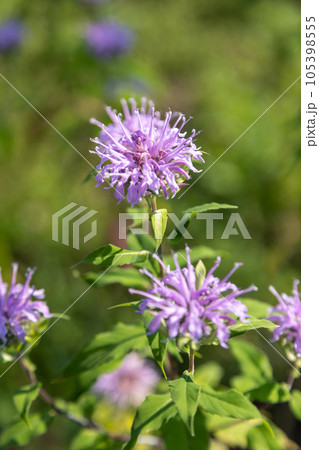 ワイルドベルガモット 105398555