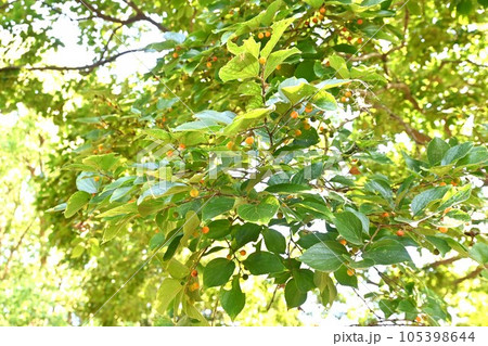 エノキの実・核果 105398644