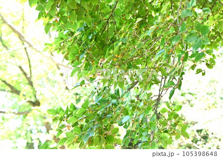 エノキの実・核果 105398648