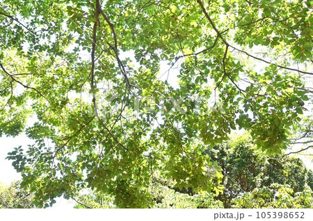 エノキの実・核果 105398652