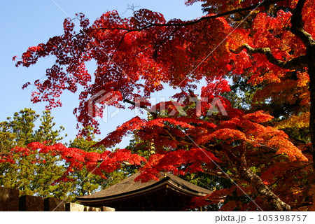 高野山・紅葉 105398757