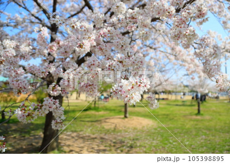 ソメイヨシノの花　満開 105398895