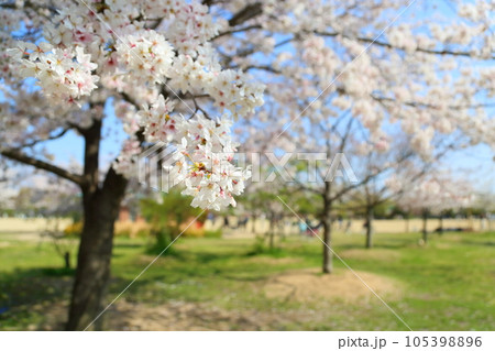 ソメイヨシノの花　満開 105398896