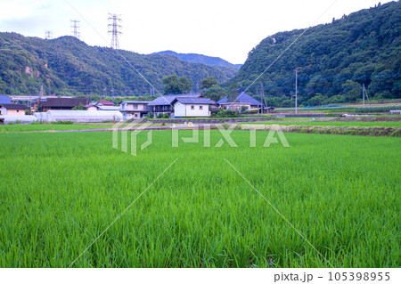 利根川沿い　赤城町棚下付近　田園風景　早朝の風景　　 105398955