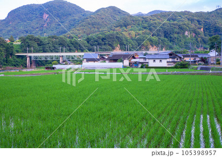 利根川沿い 赤城町棚下付近 田園風景 早朝の風景 利根川沿い 赤城町棚下付近 田園風景 早朝の風景 105398957