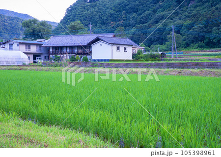 利根川沿い　赤城町棚下付近　田園風景　早朝の風景　　 105398961