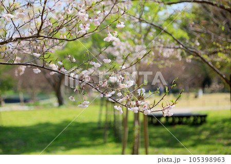 クマノザクラの花　満開 105398963