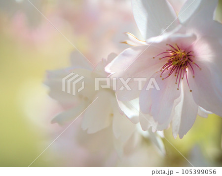 4月に咲いたサクラ「伊加流伎白八重(イカルギシロヤエ)」 4月に咲いたサクラ「伊加流伎白八重(イカルギシロヤエ)」 105399056
