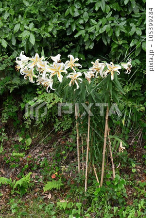 ヤマユリ（山百合）・日本特産のユリ・レア画像 105399284