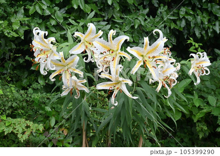 ヤマユリ(山百合)・日本特産のユリ・レア画像 ヤマユリ(山百合)・日本特産のユリ・レア画像 105399290