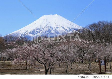 富士吉田散策公園からの冠雪の富士山 105399423