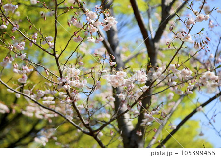 クマノザクラの花　満開 105399455