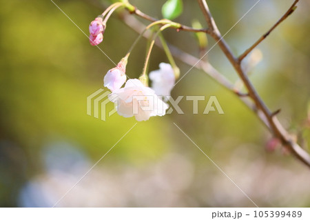クマノザクラの花　満開 105399489