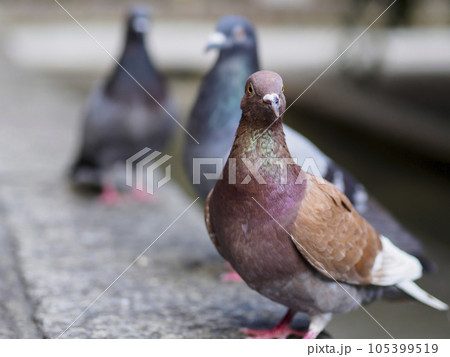 茶色の鳩の写真素材 [105399519] - PIXTA