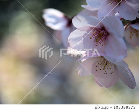 4月に咲いたサクラ「太白(タイハク)」 4月に咲いたサクラ「太白(タイハク)」 105399575