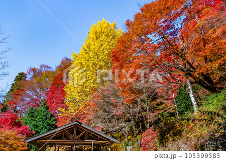 愛知 紅葉に染まる大井平公園 愛知 紅葉に染まる大井平公園 105399585