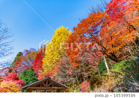 愛知　紅葉に染まる大井平公園 105399586