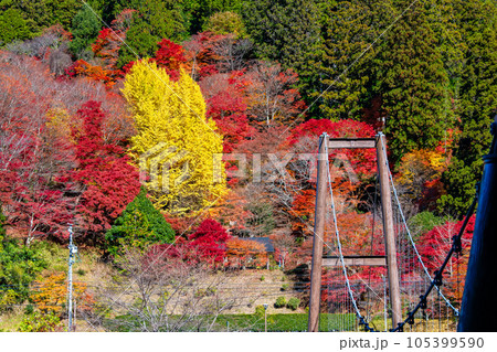 愛知　紅葉に染まる大井平公園 105399590